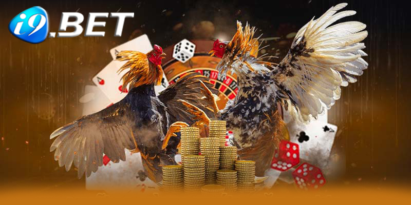 Những rủi ro khi chơi đá gà I9bet