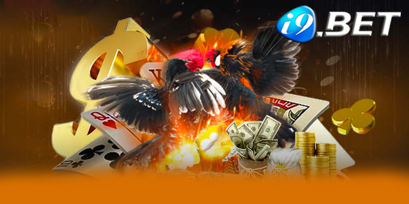 Đá gà I9bet - Những lưu ý quan trọng khi chơi đá gà I9bet